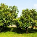 Best Fertilizers for Mango Trees — A Buyers Guide 2022 4