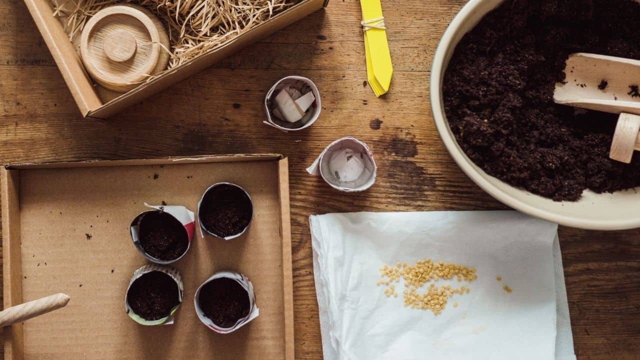 How To Germinate Tomato Seeds Using A Paper Towel