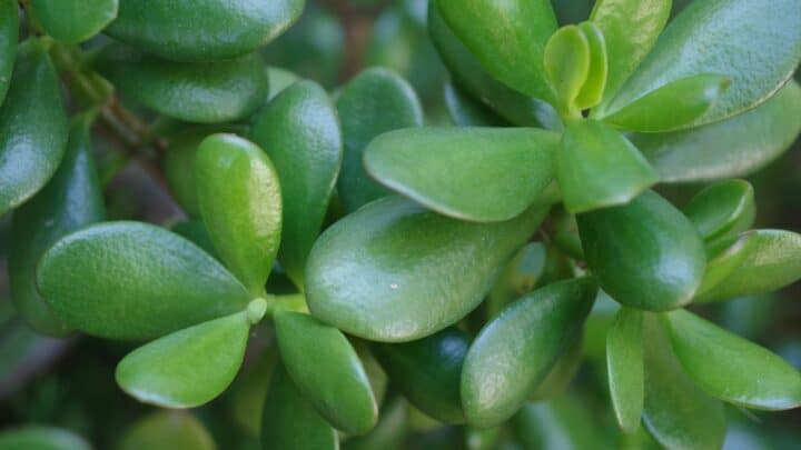 Black Spots on Jade Plants — Reasons & Remedies