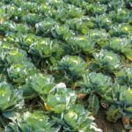 Best Fertilizers for Cabbage — A Buyers Guide 2022 9