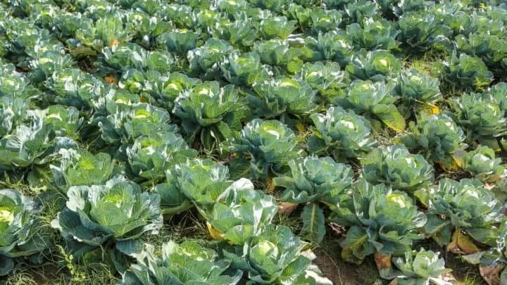 Best Fertilizers for Cabbage &mdash; A Buyers Guide 2022