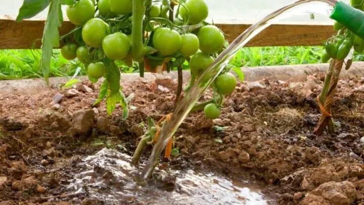 How Much Water Does A Tomato Plant Need Per Day?