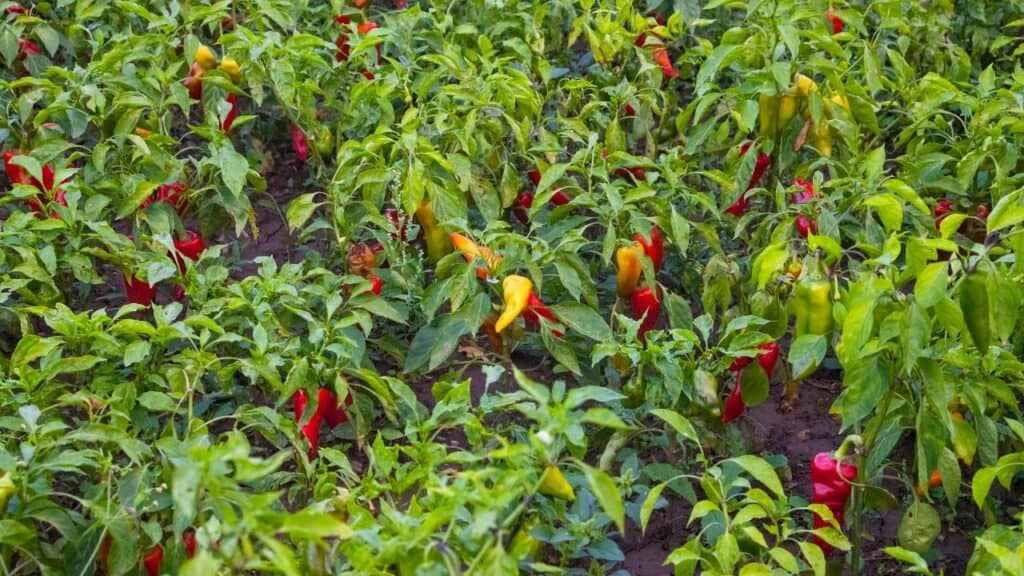 How Far Apart To Plant Pepper Plants? Oh, Now I Know!