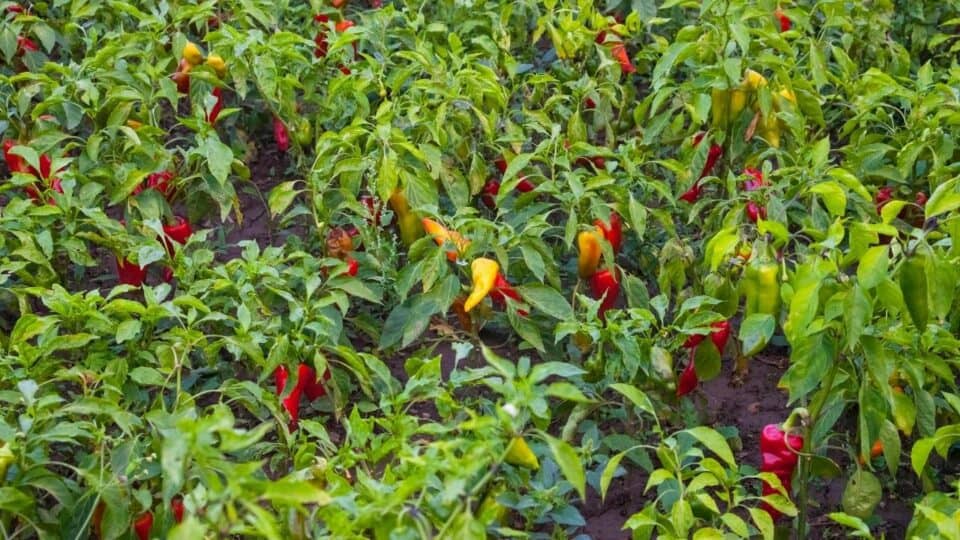 How far apart to plant peppers information