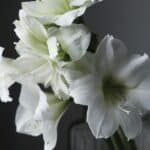 How to Grow Amaryllis in Water? The Answer 2
