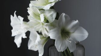 how much watering does your amaryllis plant need a comprehensive guide