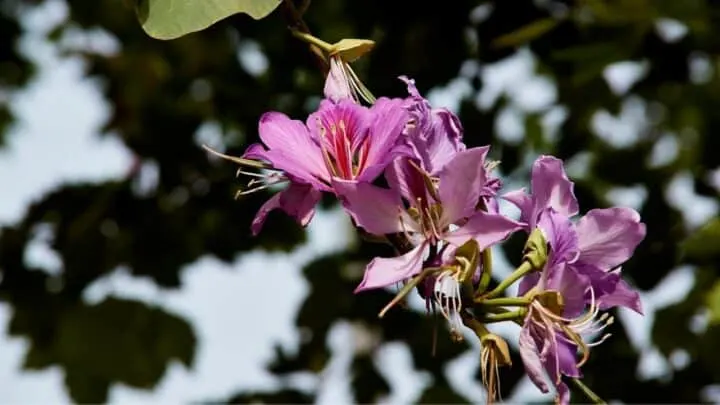Why Are My Encore Azaleas Not Blooming? Ooh&hellip;