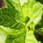 5 Reasons for Black Spots on Mint Leaves - A Shocking Truth 1