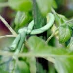 How to Tie Up Tomato Plants? Find Out Here! 8