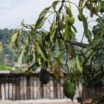 How to Revive a Dying Avocado Tree? Best Tips! 6