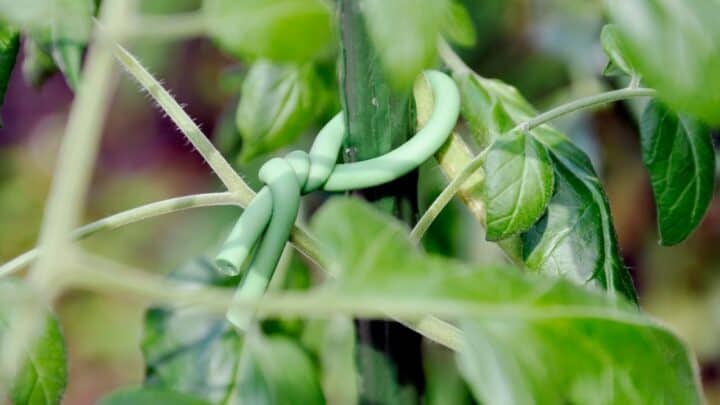 How to Tie Up Tomato Plants? Find Out Here!