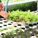 How to pH Up and Down in Hydroponics? 5