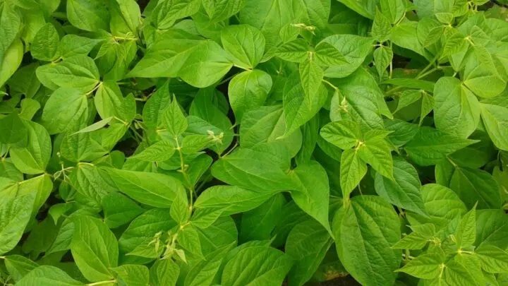 Green Bean Leaves Turning Yellow &ndash; 9 Reasons & Remedies