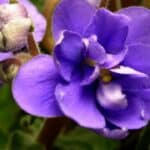 How to Save an African Violet from Dying? Find Out Here 1