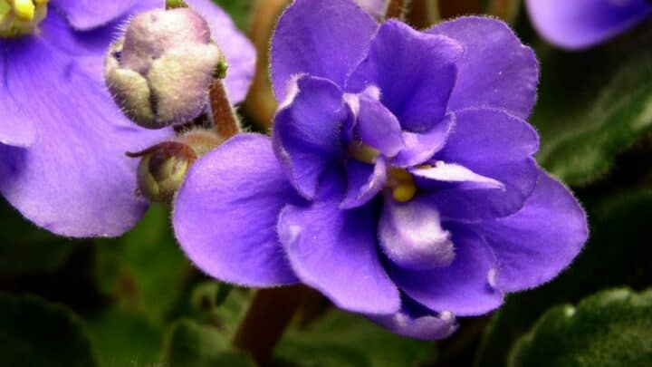 How to Save an African Violet from Dying? Find Out Here