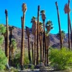 How To Save a Dying Palm Tree? Let's See! 11