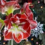 When To Start Amaryllis For Christmas? Oh! 4