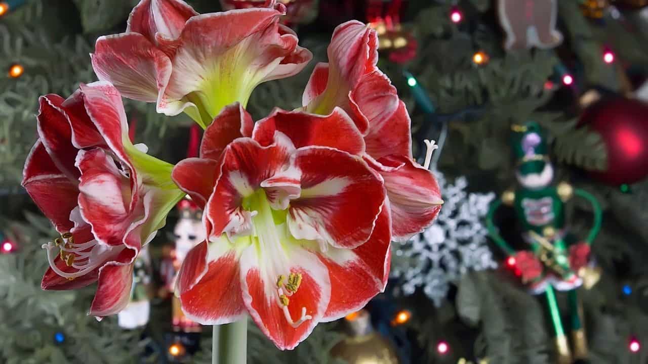 When To Start Amaryllis For Christmas? Oh!