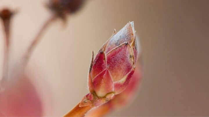 Why Are My Azaleas Not Blooming? Here’s Why!