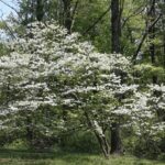 How to Save a Dying Dogwood Tree? 2