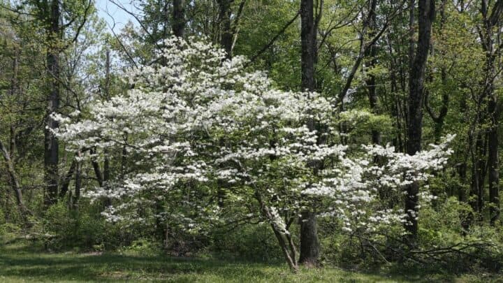 How to Save a Dying Dogwood Tree in 6 Steps