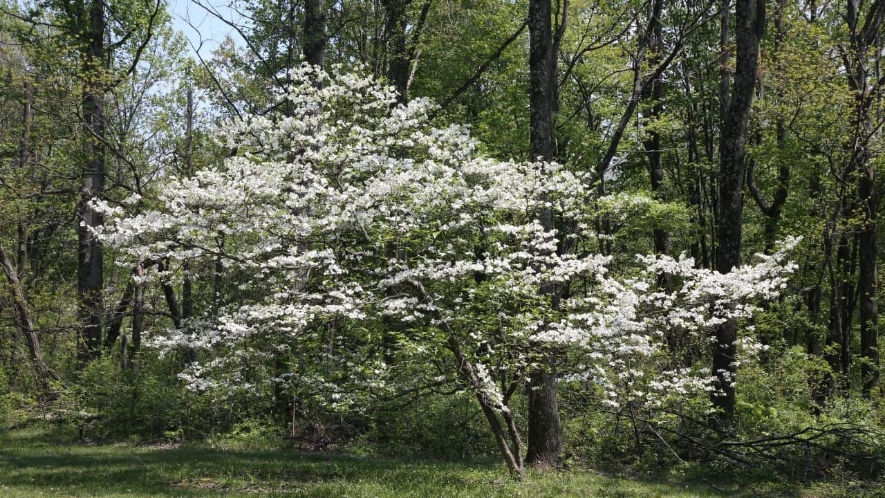 How to Save a Dying Dogwood Tree in 6 Steps 4