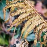 How to Revive a Dying Fern — Tips and Tricks 3
