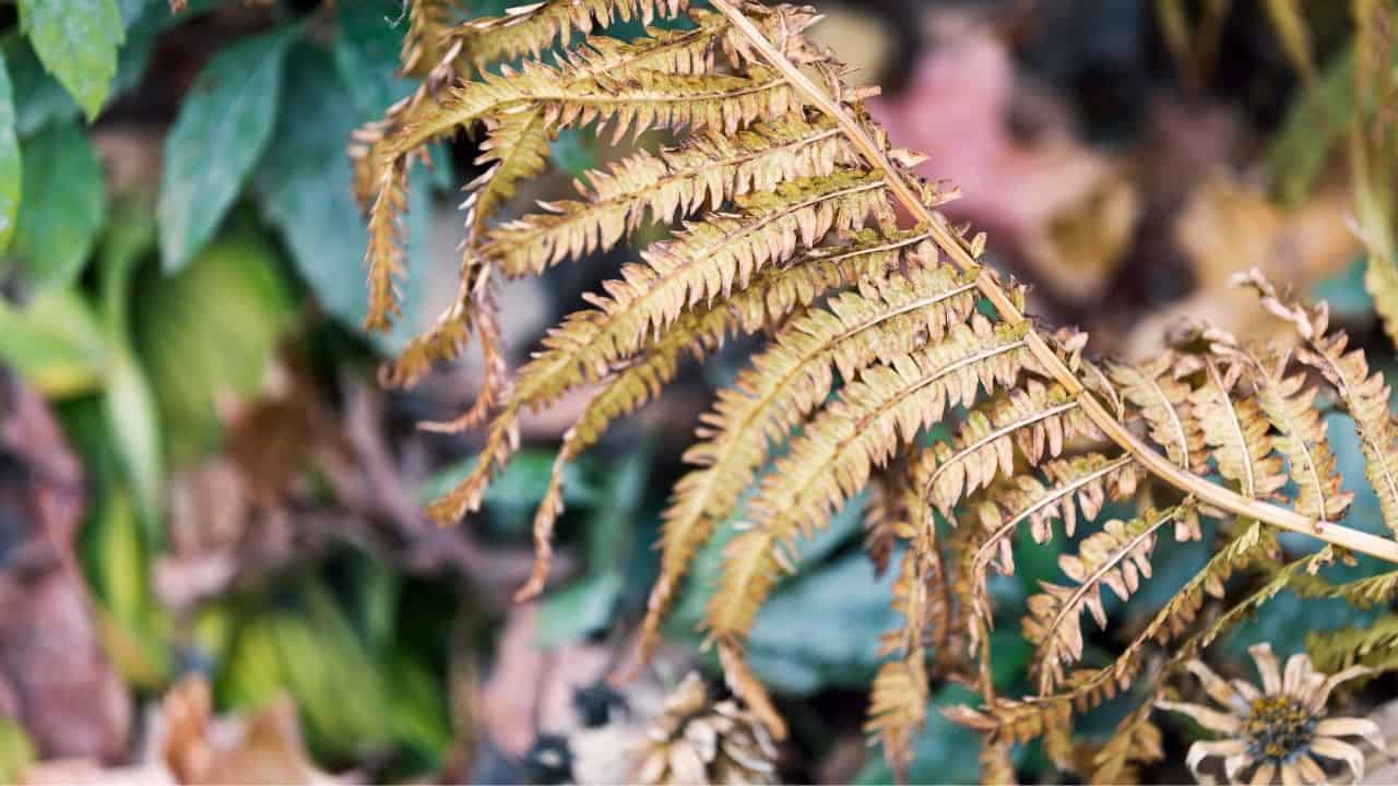 How To Revive A Dying Fern Plant