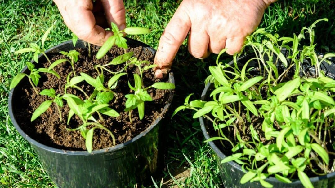 How Many Tomato Plants Per Container How Many Indeed   4 1 1080x608 