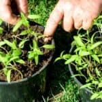 How Many Tomato Plants Per Container — How Many Indeed? 2