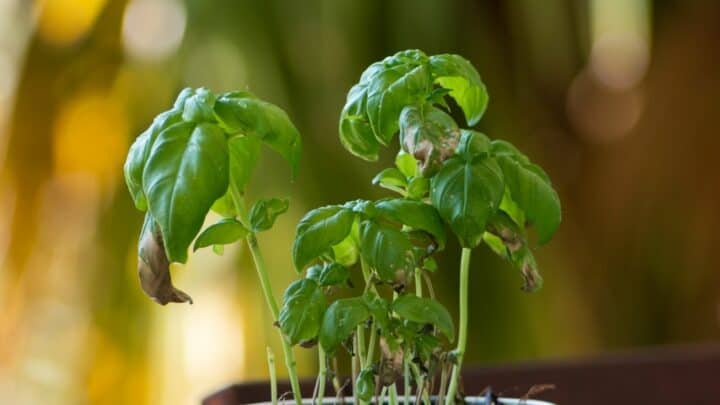 Why is My Basil Droopy? Umm, Here’s Why!