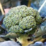 How Cold Can Broccoli Tolerate? Here's The Answer! 5