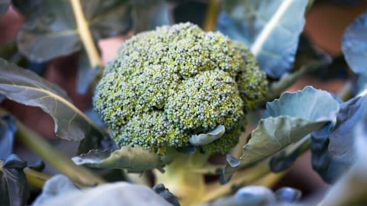 How Cold Can Broccoli Tolerate? Here’s The Answer!
