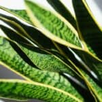 Overwatered Snake Plants - All You Need To Know! 3