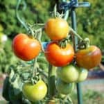 How Do You Fix a Broken Tomato? Here's How! 11