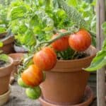 What Temperature Kills Tomato Plants? We'll See! 12