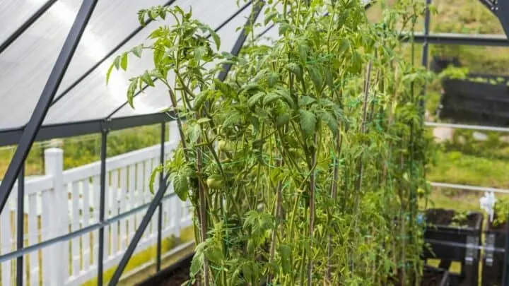 How Long Does a Tomato Take to Grow? &mdash; Let&rsquo;s Find Out