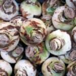 How To Store Amaryllis Bulbs The Right Way! 10