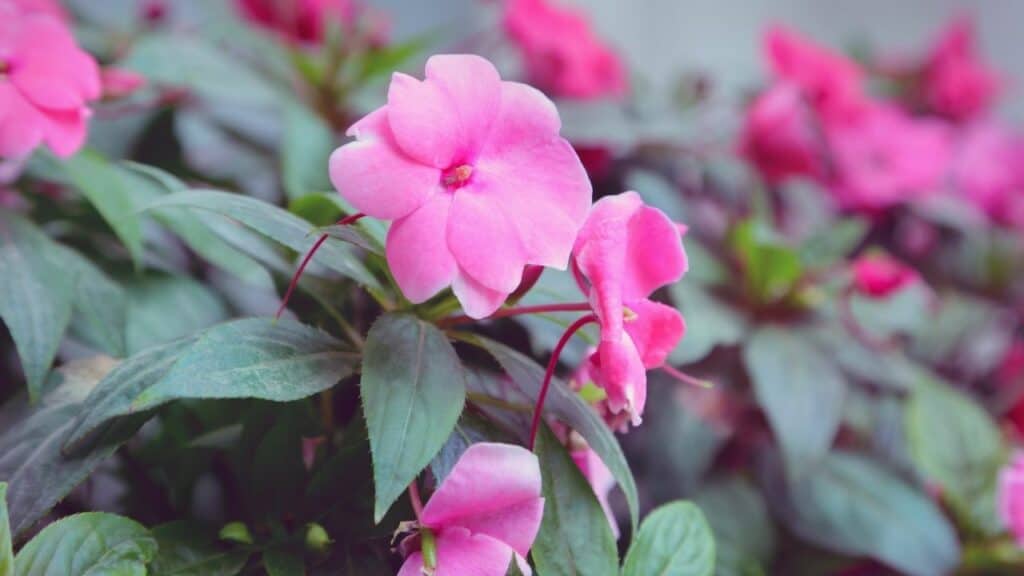 How Cold Can Impatiens Tolerate? Let's See