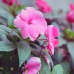 How Cold Can Impatiens Tolerate? Let's See 4
