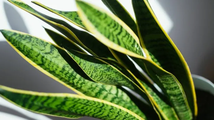 Overwatered Snake Plants &ndash; All You Need To Know!