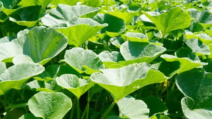 White Spots on Squash Leaves &ndash; Oh No!