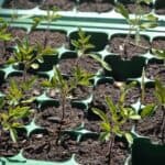 How To Repot Tomato Seedlings Like A Pro Gardener 10