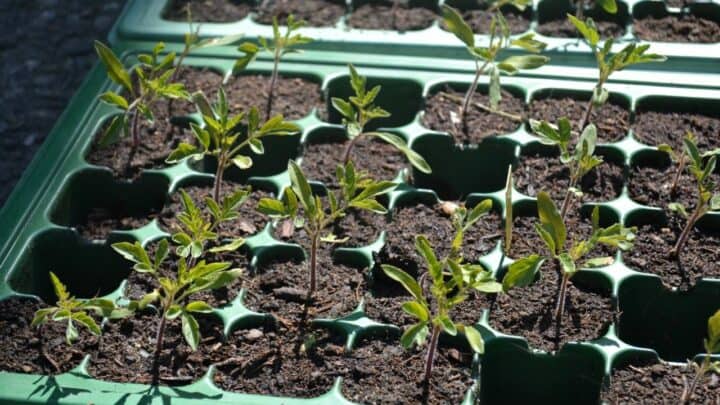 How To Repot Tomato Seedlings Like A Pro Gardener