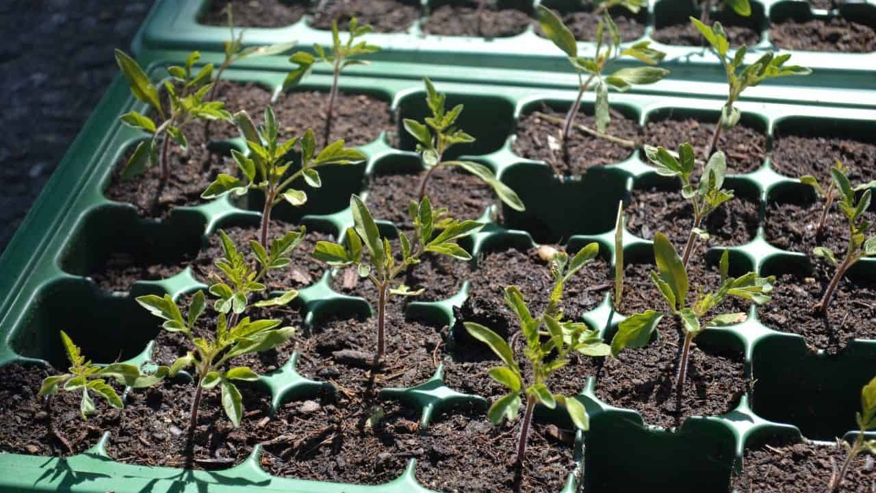 How To Repot Tomato Seedlings Like A Pro Gardener 21