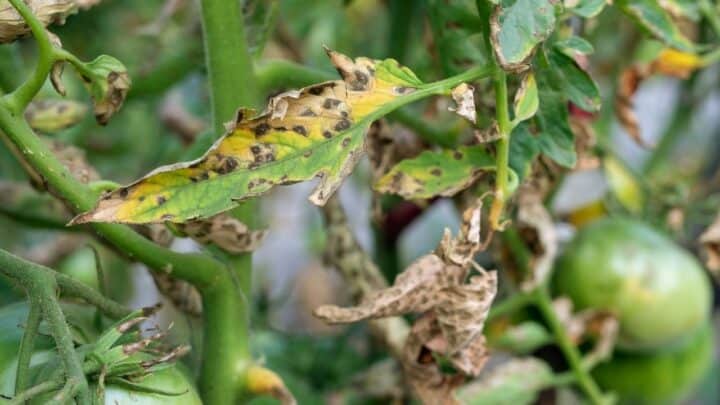 How to stop Tomato Blight the Right Way!