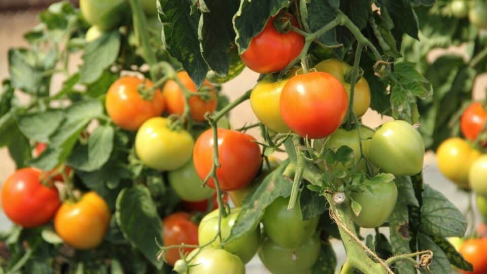 How Long Can A Tomato Plant Live? Let's See!