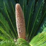 White Spots on Sago Palms — Truth Revealed! 4