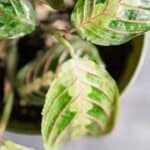 Why Are Prayer Plant Leaves Curling? 1