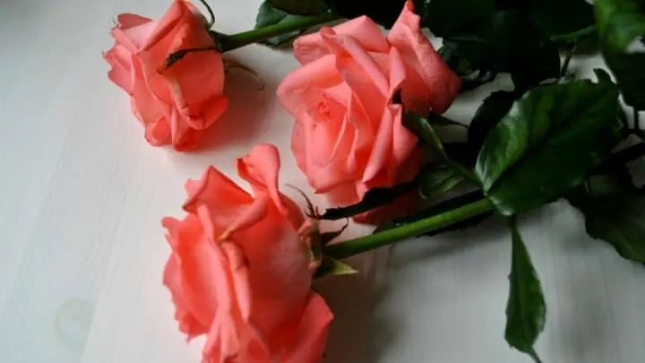White Spots On Roses &mdash; Causes And Their Cure